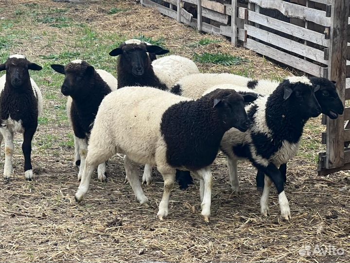 Овцы дорпер