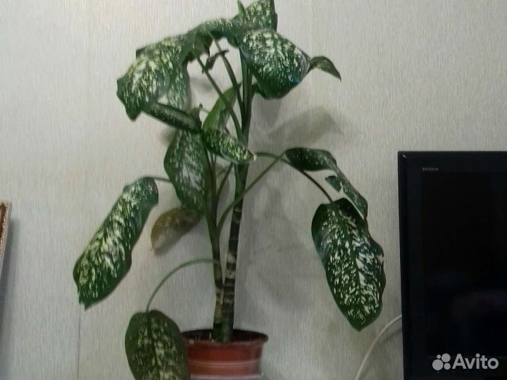 Диффенбахия