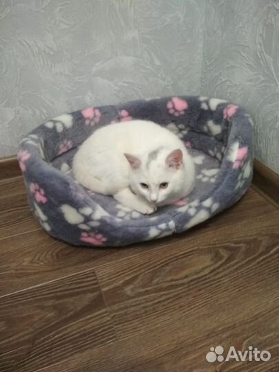 Отдам кота в добрые руки