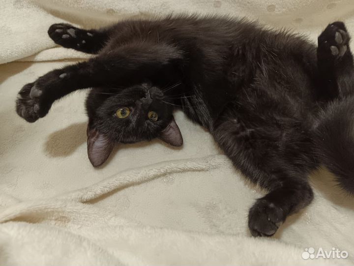 Котенок кошка черная пантерка в добрые руки