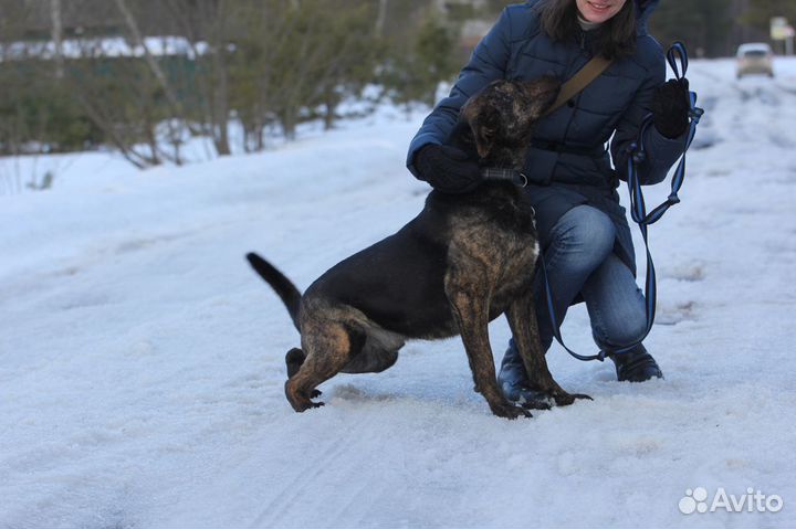 Собака Тайфун