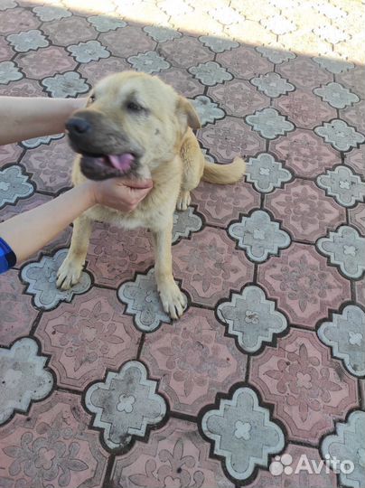 Собака в добрые руки отдам бесплатно