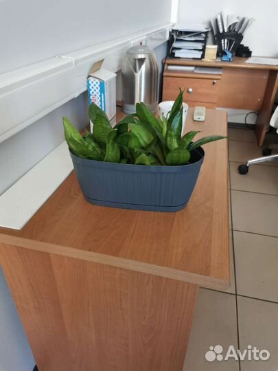 Педилантус и сансевьерия