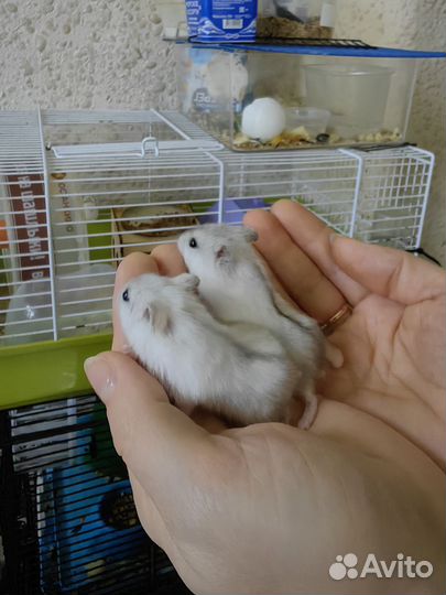 Джунгарский хомяк