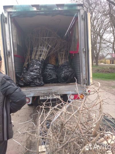 Шелковница на штамбе