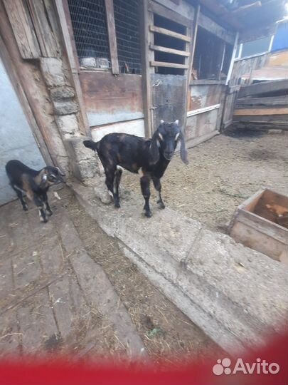 Козлик 100% нубиеец