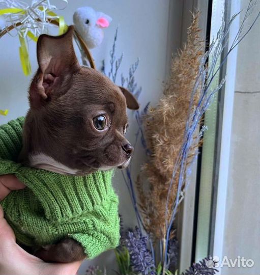 Мальчик чихуахуа