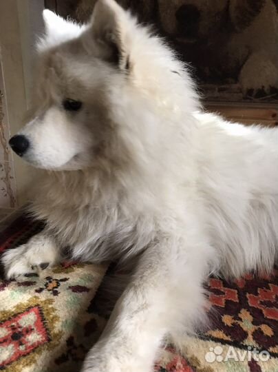 Шапка и снуд уголок из пуха самоеда