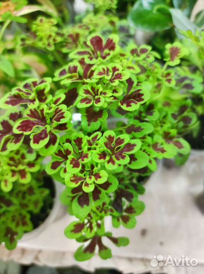 Комнатные растения на выставке цветов 19.05.2024