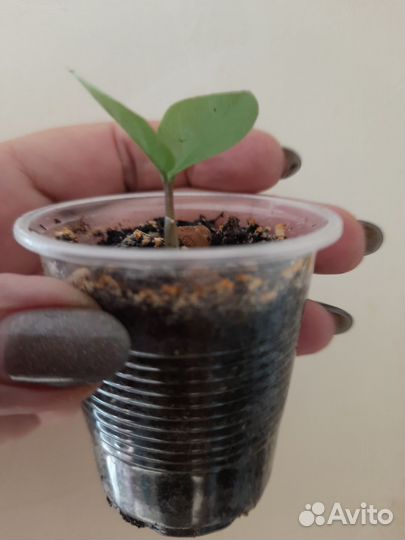 Замиокулькас