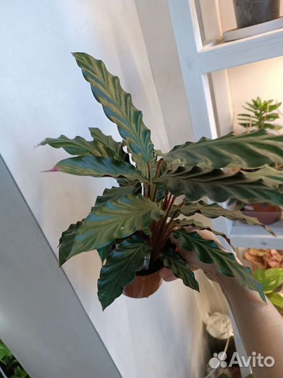 Калатея. Очень красивый кустик