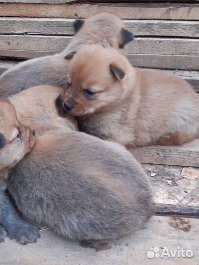 Карело финская лайка