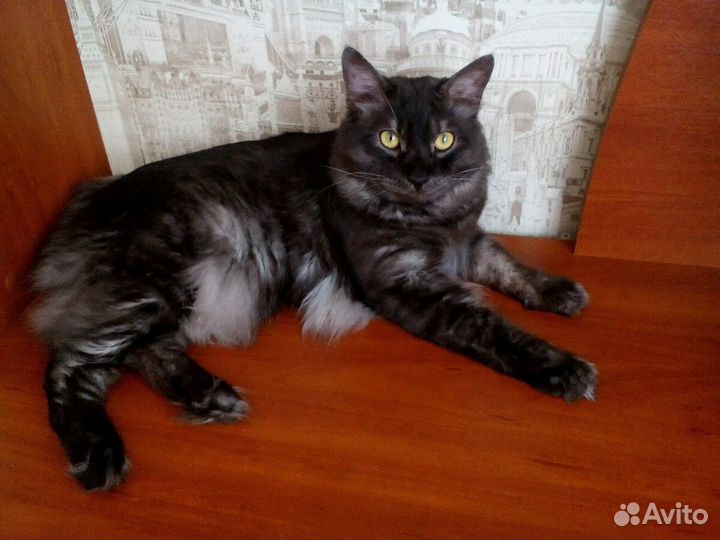 Курильский бобтейл с родословной открыт для вязки