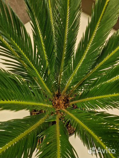 Цикас революта