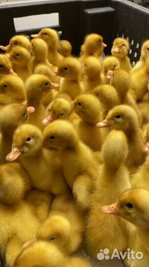 Суточные утята Стар53 в Павловском районе