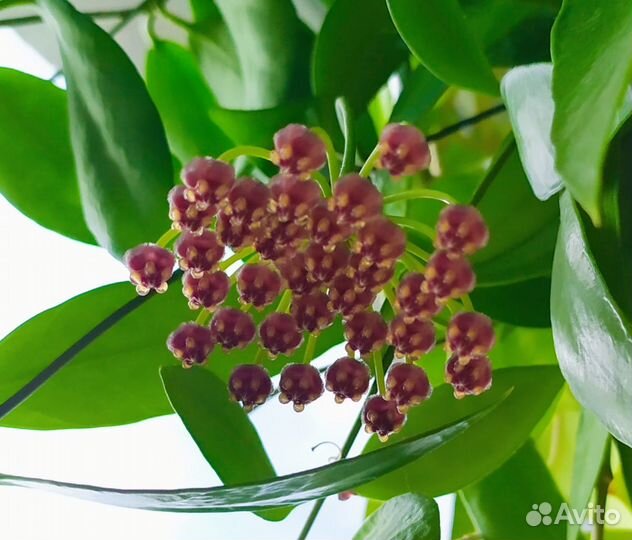 Мелколистные хойи 2