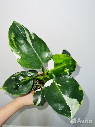 Филодендроны