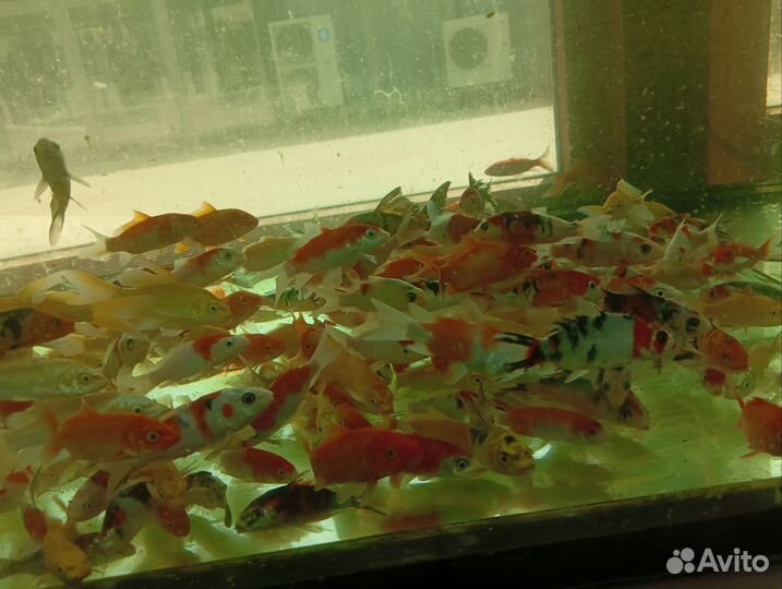 Японский карп кои