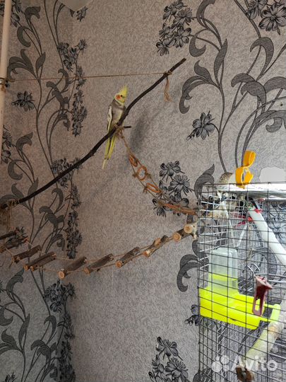 Попугай корелла с клеткой