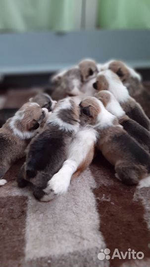 Щенки корги пемброк,Рязань