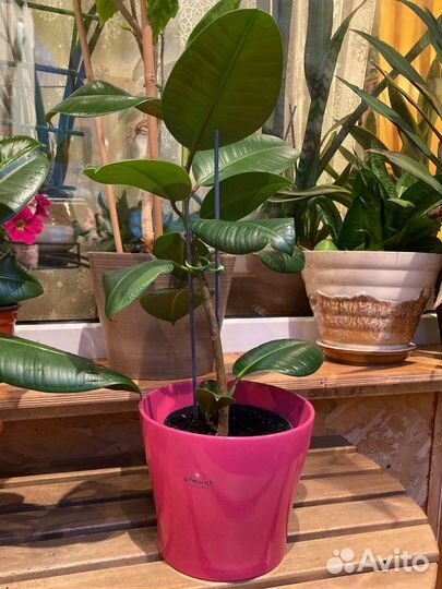 Фикус Мелани Melany