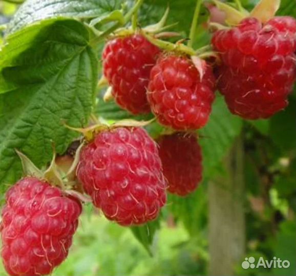 Саженцы летней малины