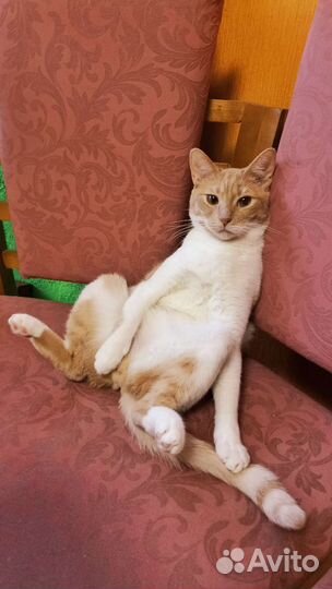 Выгул собак. Передержка собак, кошек, птиц, грызун