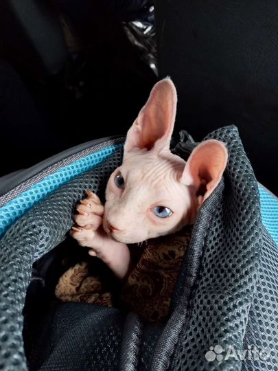 Сумка -переноска для кошек и мелких собак