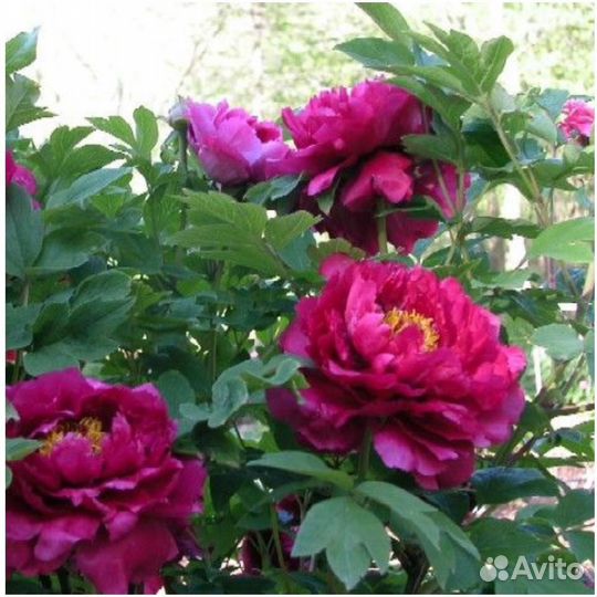 Чёрный дракон