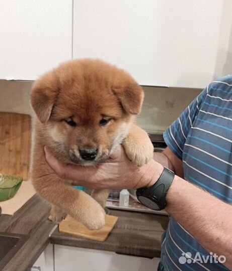 Щенки сиба ину