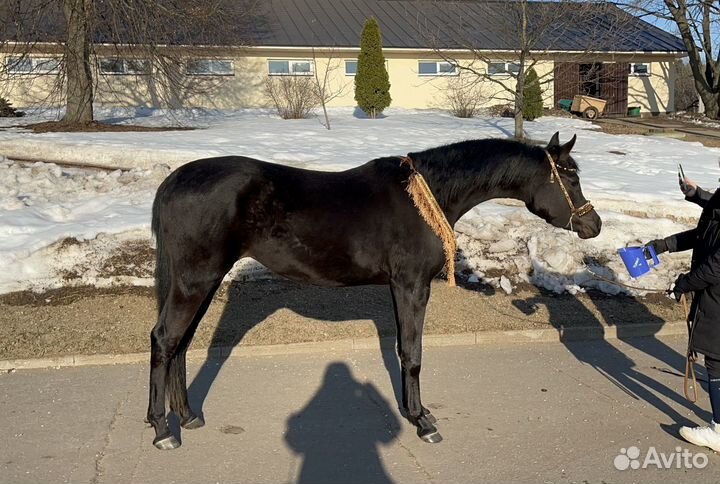 Вороная арабская кобыла импортное происхождение