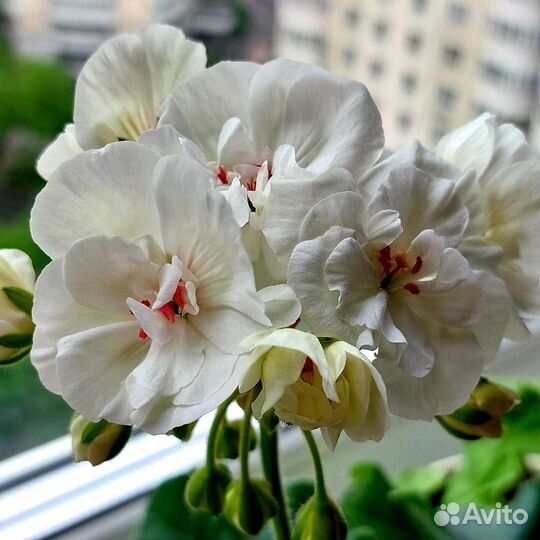 Пеларгония герань сортовая