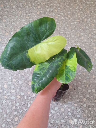 Диффенбахия. Фил. Крассула. Кротон