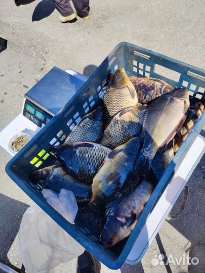 Живая рыба карп