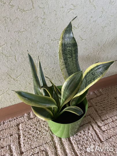 Сансивиерия