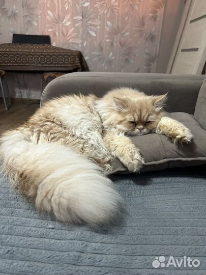Персидская шиншилла