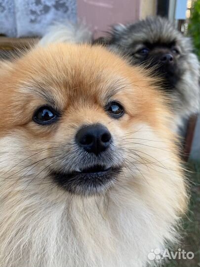 Щенки шпица