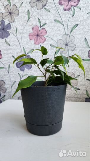 Фикус бенджамина