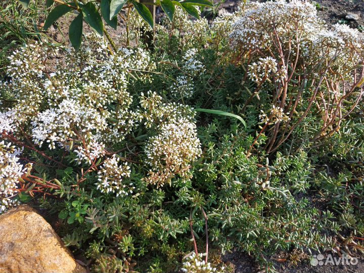 Очиток седум