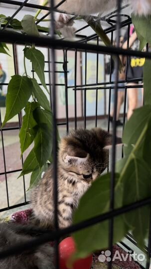 Котята в добрые руки приучены к лотку