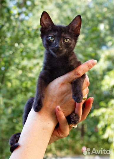 Алиска и Юрик ищут дом