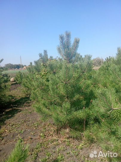 Хвойные растения