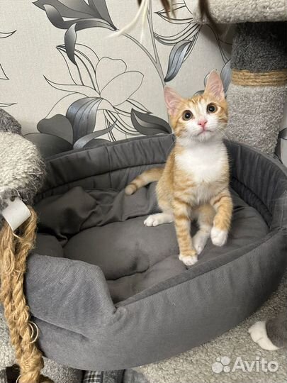 Котята в добрые руки бесплатно