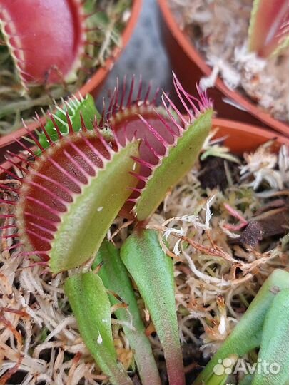 Венерина мухоловка