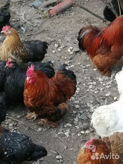 Курочки помеси кохинхин +петушок
