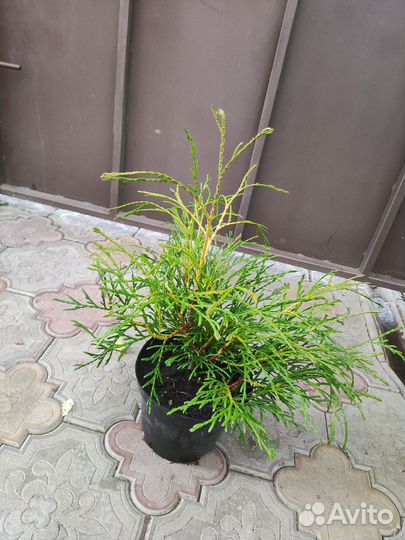 Можжевельник