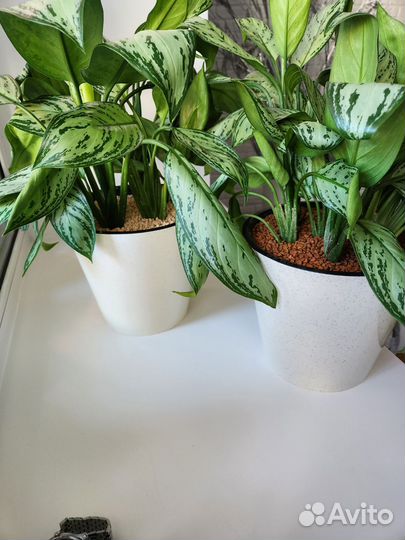 Аглаонема silver queen