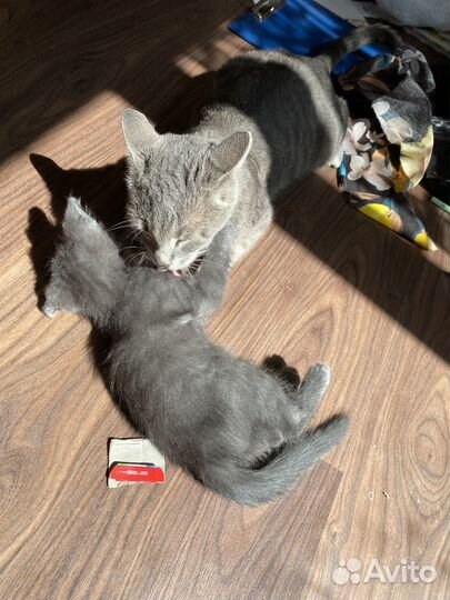 Отдам в добрые руки котят