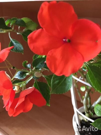 Ванька мокрый