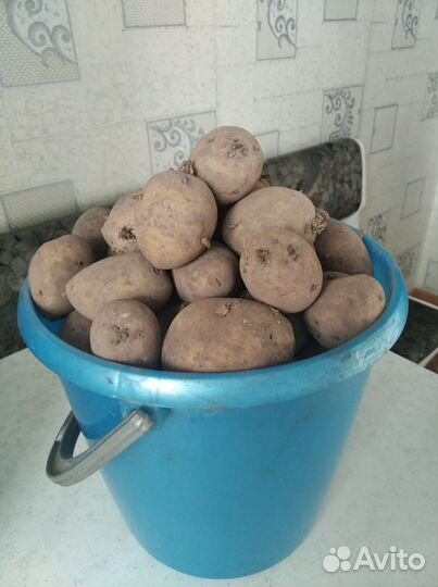 Семенной картофель